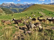 75 Ai Piani dell'Avaro capre orobiche al pascolo 